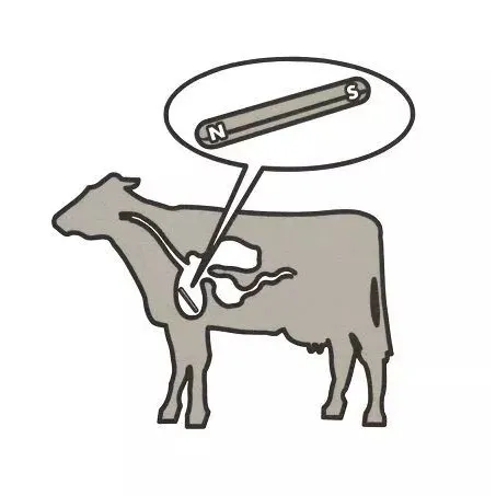 What is the Purpose of a Cow Magnet?